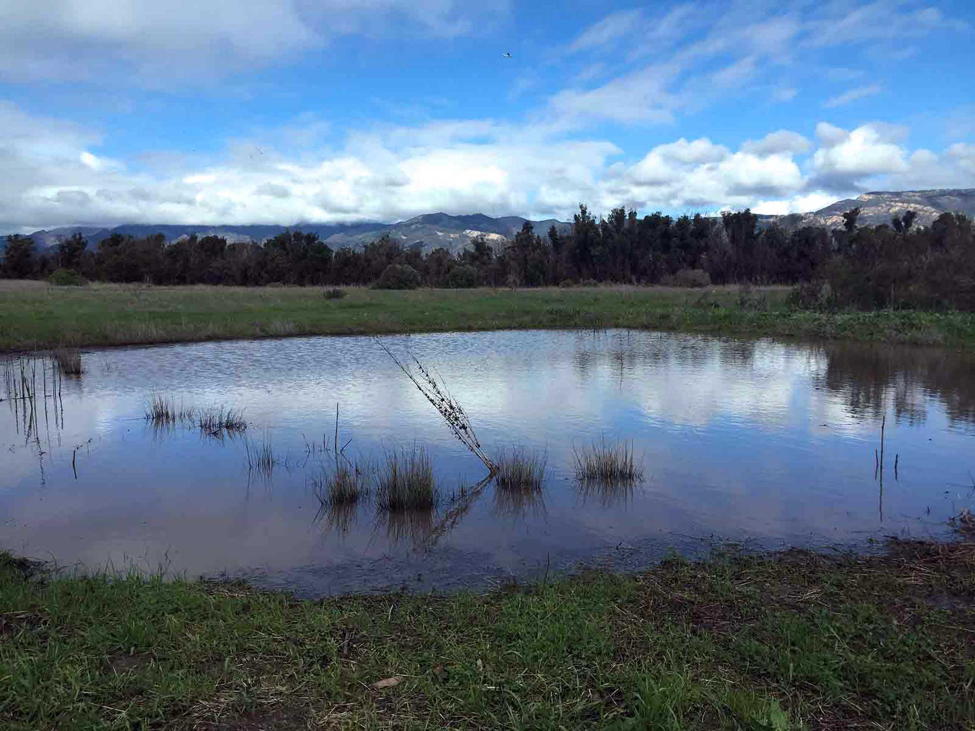 Elwood mesa vernal pool. Credit: Brian Wolf