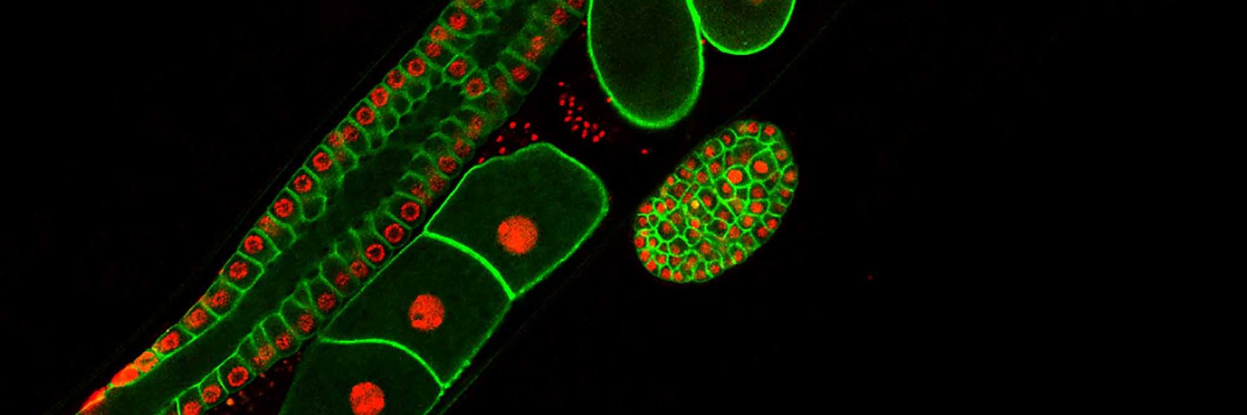 Genetics & Genomics