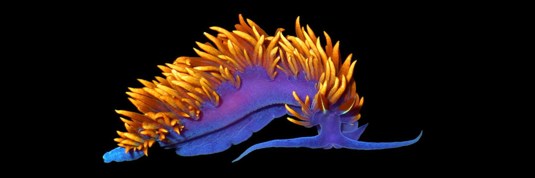 Nudibranch. Credit: Larry Friesen & Morse Lab