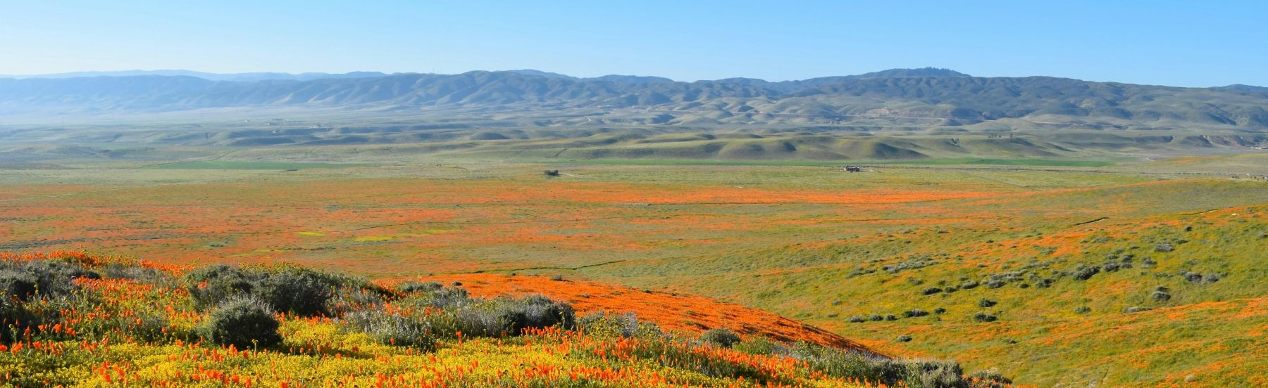 California superbloom