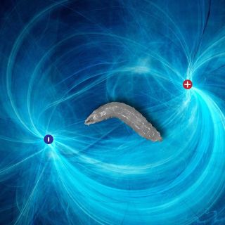 Photo Credit Sakkmesterke via Adobe Stock