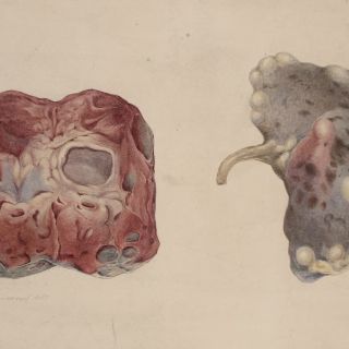 Credit: Wikimedia Commons