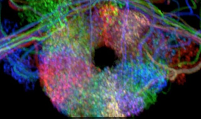 The ellipsoid body, a structure in the fruit fly brain where "compass neurons" are located.