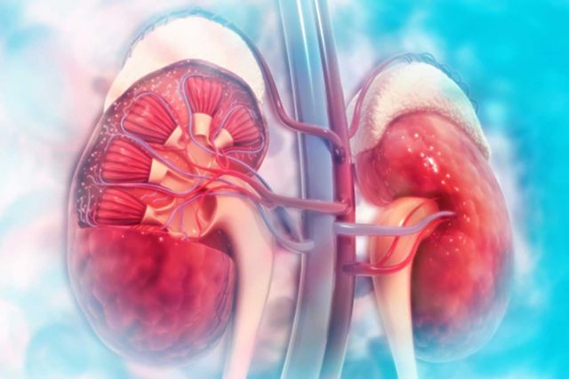 Healthy kidneys illustration.