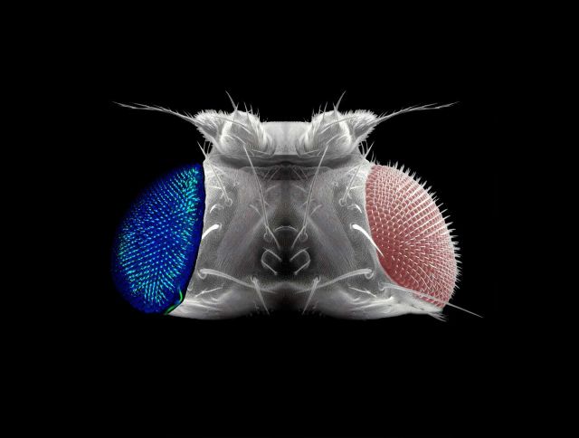 The head of a fruit fly. Eye bristle neurons are labeled by GFP (green) and imaged by confocal microscopy.