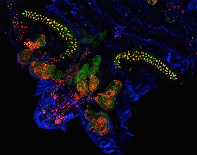 Survivor cells in a fruit fly larva. Credit: Austin Ding