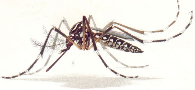 A detail from a color print of a female Aedes aegypti. Credit:  Emil August Goeldi (1905)