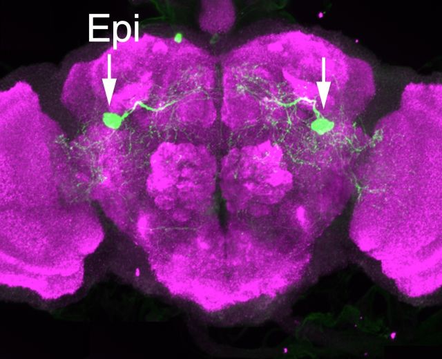 Fluorescence reveals the location of the Epi neurons in a fly’s brain. Photo Credit: Jiangqu Liu et al.