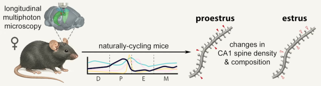 A description of the research on the role of ovarian hormones in the brain