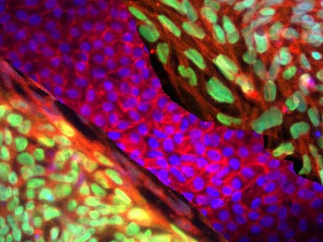 Developmental & Stem Cell Biology
