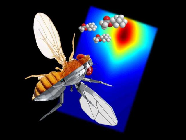 Reverse-engineering the neural computations directing sensory behavior.