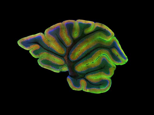 UCSB Launches New Neuroscience Website