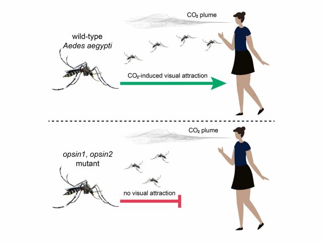 Creating mosquitoes that can’t see you