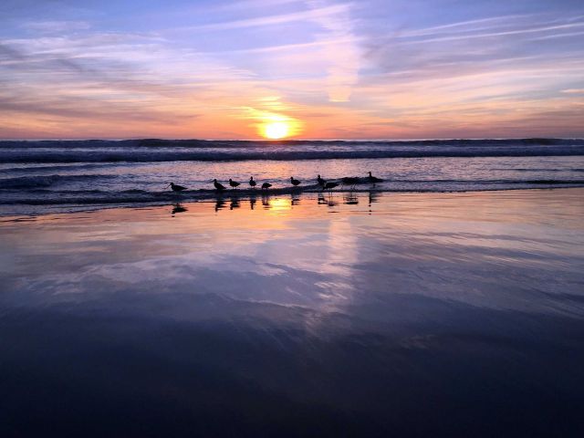 Birds at Sunset at Sands Beach. Credit: Brian Wolf