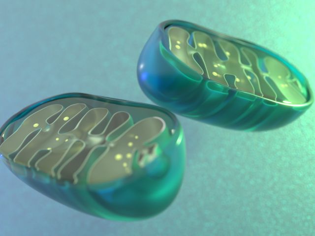 two blue-green mitochondria against a lighter blue-green background
