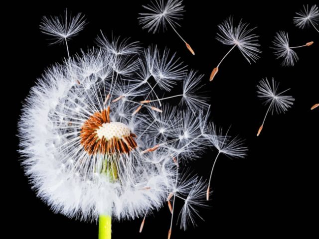 A dandelion breaking apart by the wind